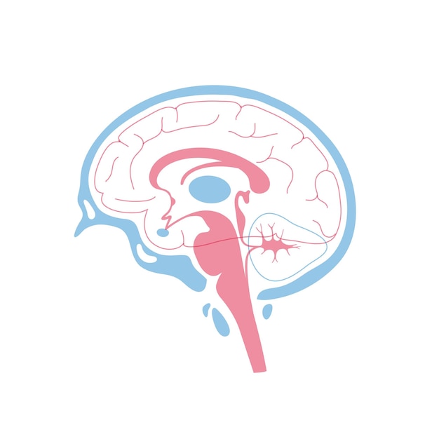 Vector vector illustration of human brain anatomy