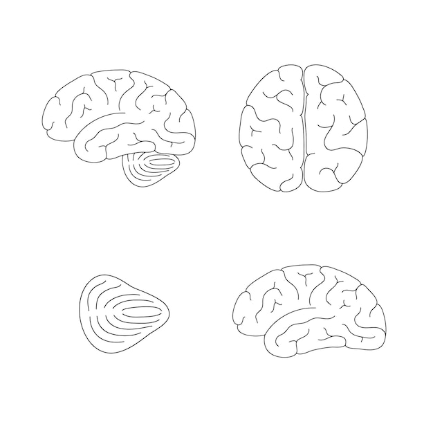 Illustrazione vettoriale dell'anatomia del cervello umano