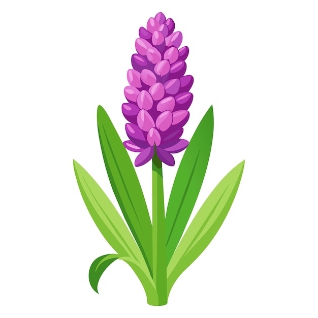 Vector of illustration hyacinth on white