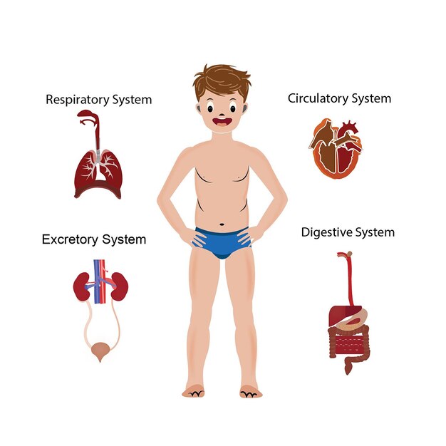 Vector illustration of Internal organs of human body