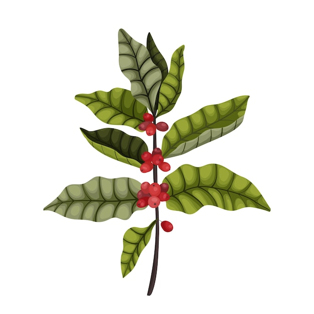 Векторная иллюстрация изолировать на белом фоне вертикальная ветвь кофейного дерева с ягодами