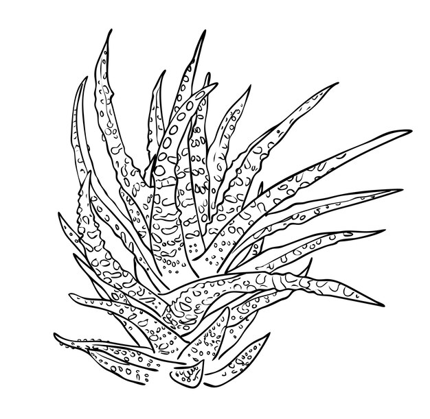 Vector illustration, isolated decorative aloe houseplant in black and white colors, outline hand painted drawing