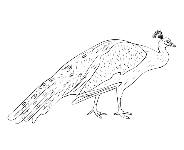 Illustrazione vettoriale, pavone maschio isolato nei colori bianco e nero, disegno originale dipinto a mano del profilo