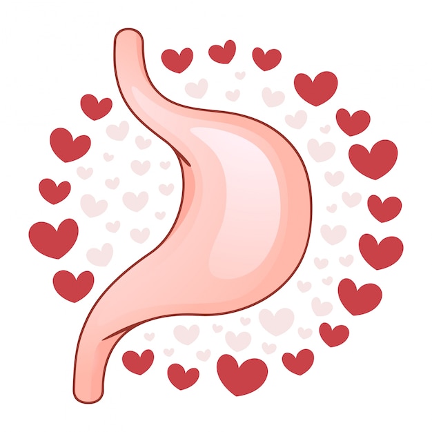 Vector illustration of a kidney with heart background