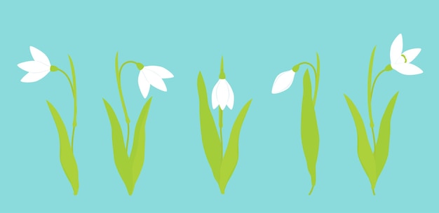 Vector illustration Kit Snowdrop flowers on a blue background Buds stems and leaves