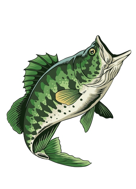 Vector Illustration of Largemouth Bass Fish