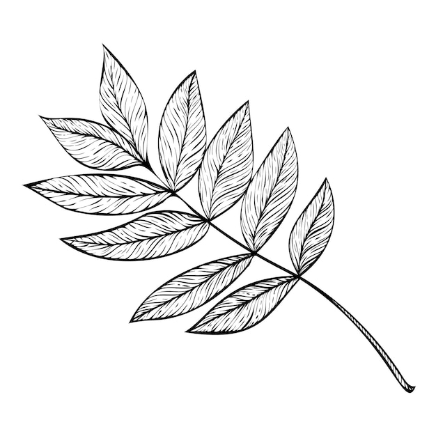 ベクトル イラスト。葉のある装飾的な小枝の線形描画。葉のグラフィック イラスト。