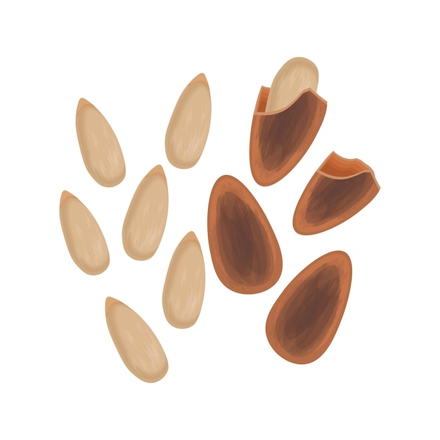 Vector illustration logo Clip art Whole and shelled pine nuts