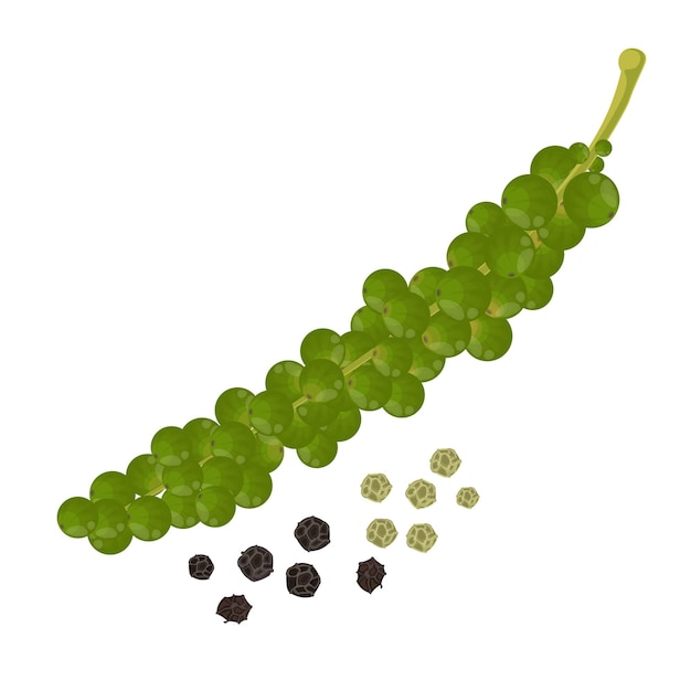 Vector Illustration Logo Clipart Fresh Green Fruits Peppercorns and Dry Peppercorns or Black Pepper