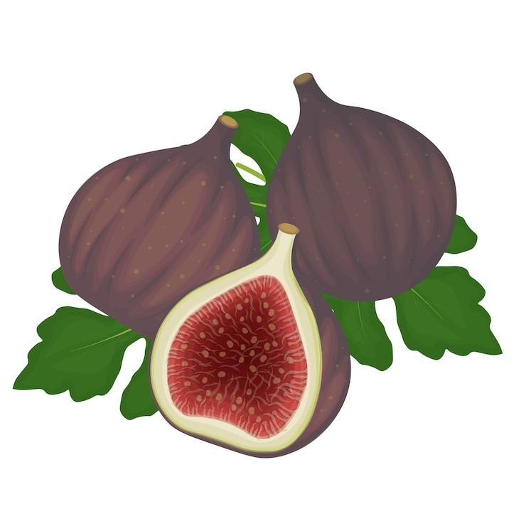 Vector vector illustration logo clipart fresh purple figs fruits