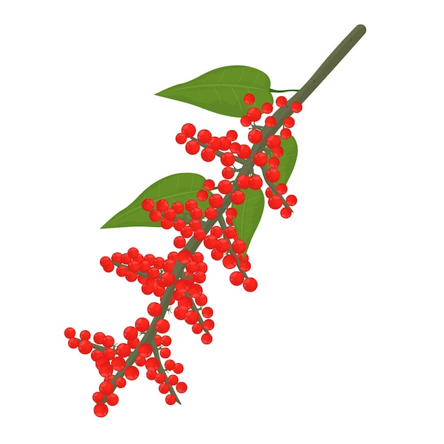 vector illustration logo clipart fresh red peppercorns fruits black pepper plant