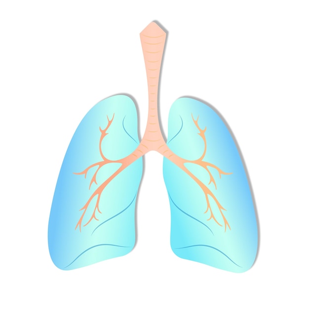 Vector illustration of the lungs