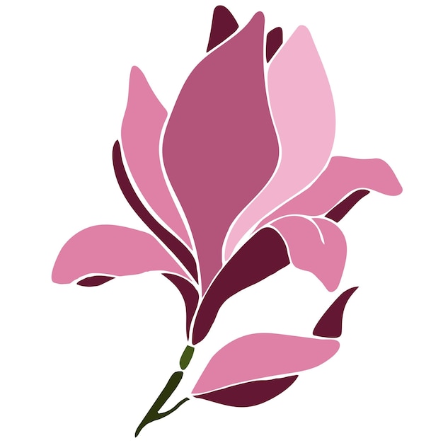 Vector illustration of magnolia flower