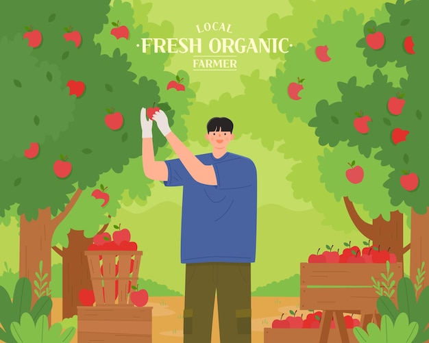 Vector illustration of a man picking apples in the orchard Flat style