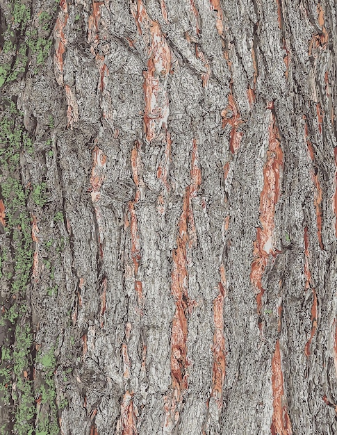 Vector vector illustration of maple bark closeup the latin name is acer saccharum acer barrel texture