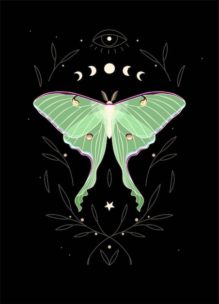 Vector illustration of moon moth and moon cycle