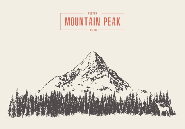 Vector illustration of a mountain peak with pine forest