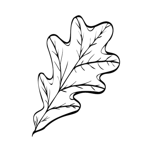 오크 잎의 벡터 일러스트 레이 션. 잎의 선형 그림입니다. 가을 동기.