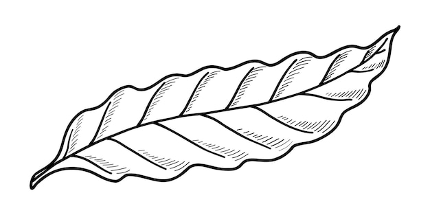 손으로 그린 흰색 배경 낙서에 고립된 커피 잎의 벡터 삽화
