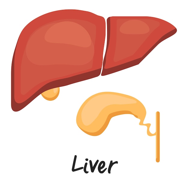 肝臓と胆嚢のベクトル図内臓の解剖学