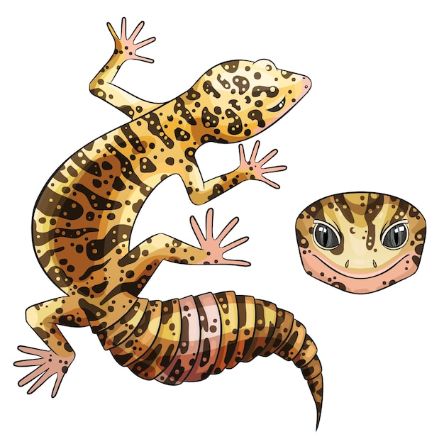 벡터 eublefaris leopard gecko 야생 유형의 벡터 그림