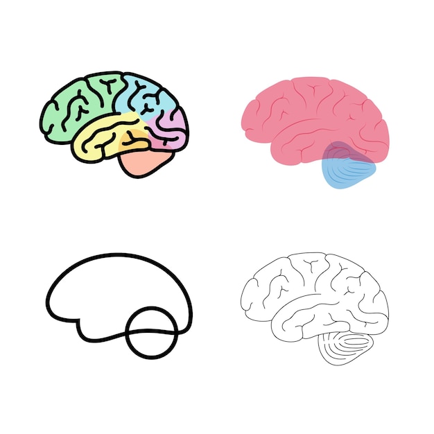 Векторная иллюстрация анатомии человеческого мозга