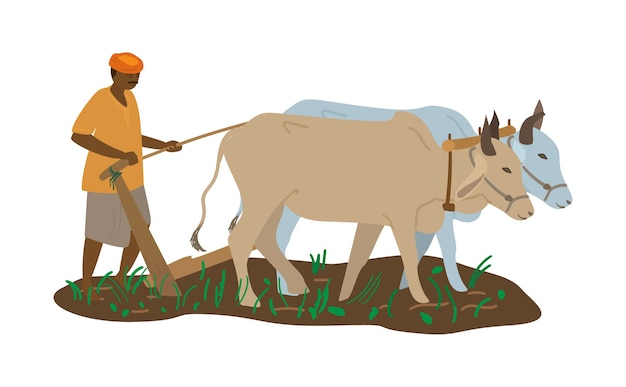 Векторная иллюстрация индийского фермера в тюрбане с парой быков, вспахивающей поле