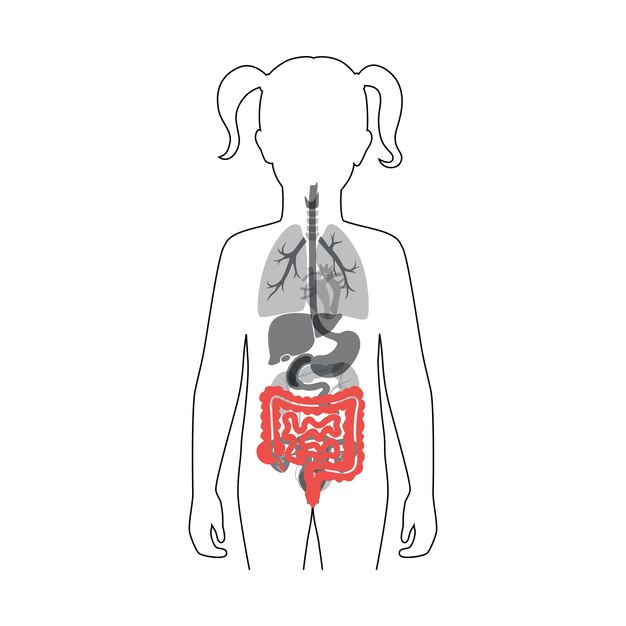 대장 및 소장의 벡터 일러스트 레이 션