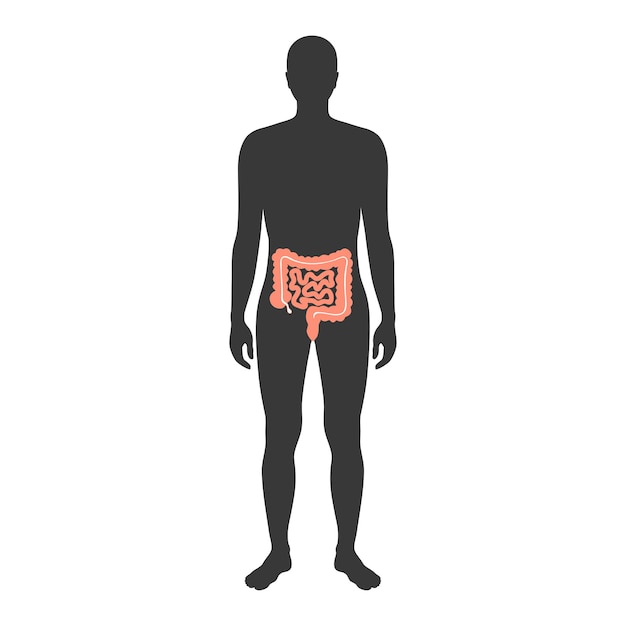 大小腸のベクトル図