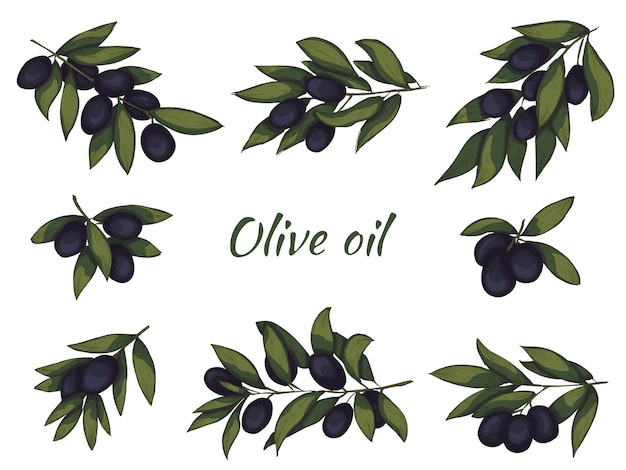 Illustrazione vettoriale del ramo d'ulivo clipart di cibo ecologico disegnato a mano colorato