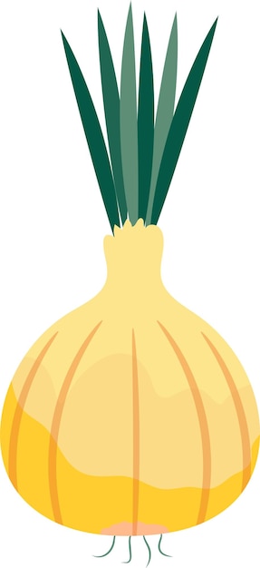 Vector illustration of onions on a white background