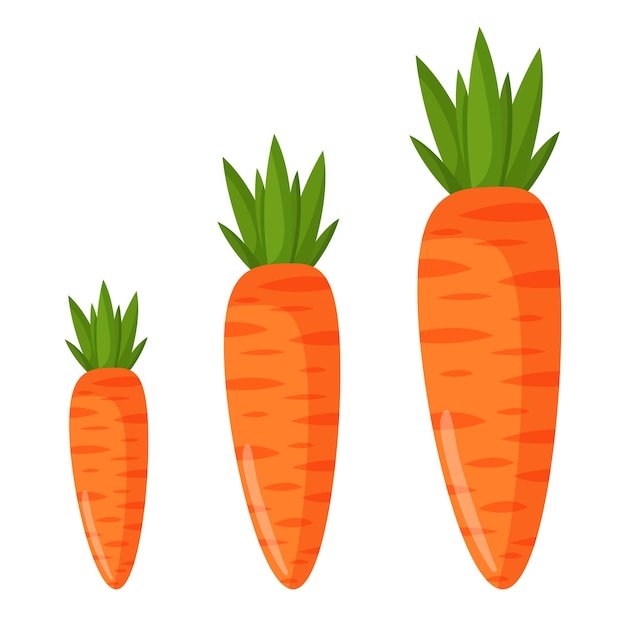 Vector illustration of an orange carrot Vegetables and raw food