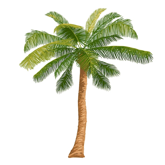 Vector illustration of the palm tree