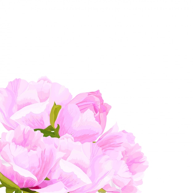 Vector  illustration of peony flowers 