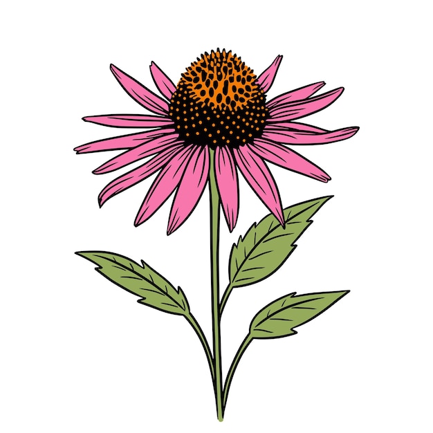 Illustrazione vettoriale di un fiore di echinacea rosa con foglie verdi simbolo botanico della pianta disegno piatto