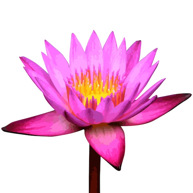 Vector illustration of pink water lily flower
