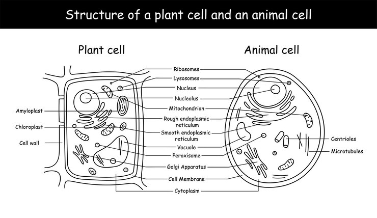 Vector illustration of the Plant and Animal cell anatomy structure