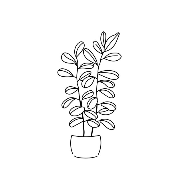 Vector vector illustration plant ficus hand line contour on white background
