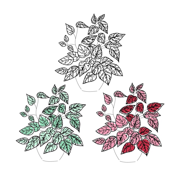 Vector illustration plant hypoestes hand line contour on a white background