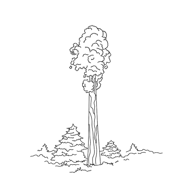 Vector illustration plant tree giant sequoia hand line contour