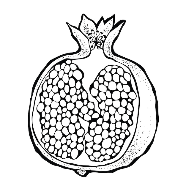 Vector illustration of pomegranate isolated on a white background