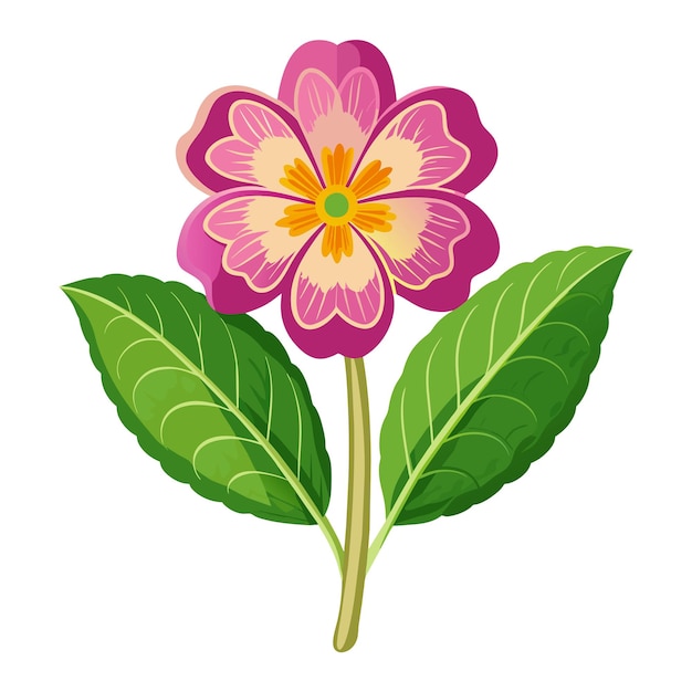 Vector vector of illustration primrose on white