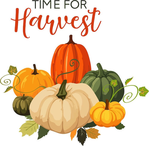 Vector illustration of pumpking pile with leaves on white backgtound time for harvest text