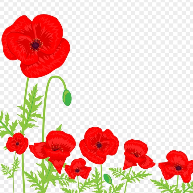 透明な背景に葉が付いた赤い<unk>の花のベクトルイラスト