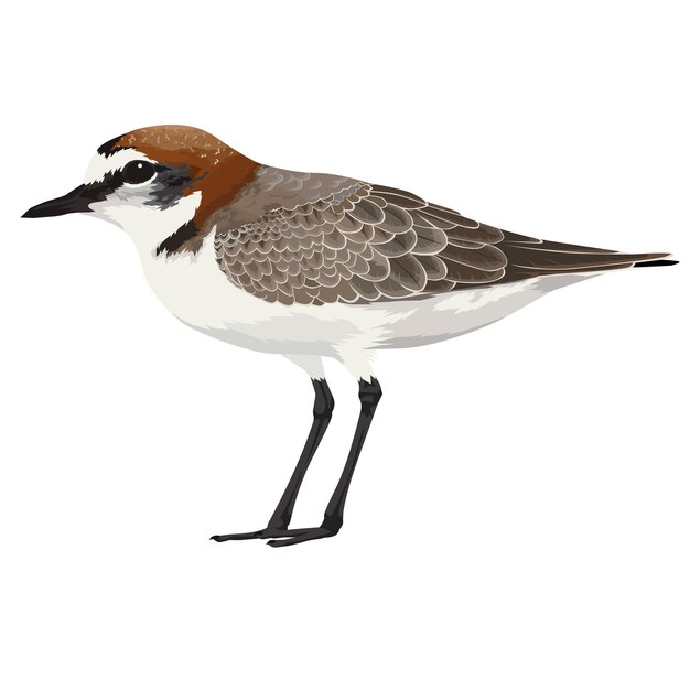 Vector illustration of redcapped plover isolated on white background