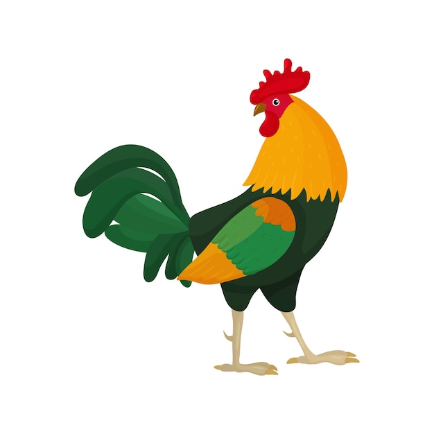 Vector illustration of a rooster in cartoon style with green feathers in the tail looks back Bright rooster as a symbol or mascot for children's books clothing design and postcards with letters