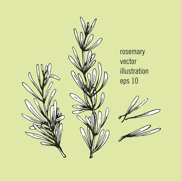 Vector vector illustration of rosemary branch with leaves. hand drawn spicy herbs. doodle cooking ingredient for design.