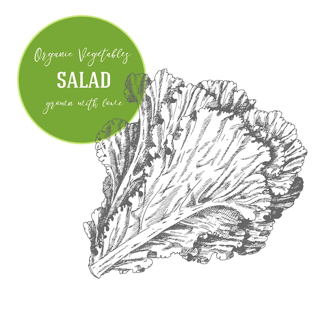 Vector illustration of salad. Hand drawn with ink vintage illustration