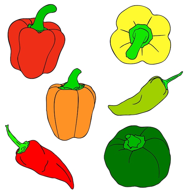 Vector illustration, set of red, green and yellow isolated peppers, outline hand painted drawing