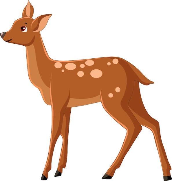 Vector illustration showing fawn